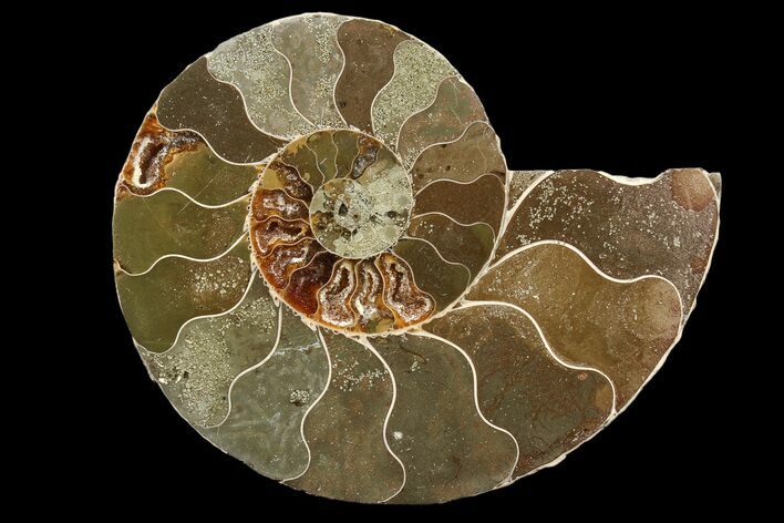 Bargain, Agatized Ammonite Fossil (Half) - Madagascar #85214